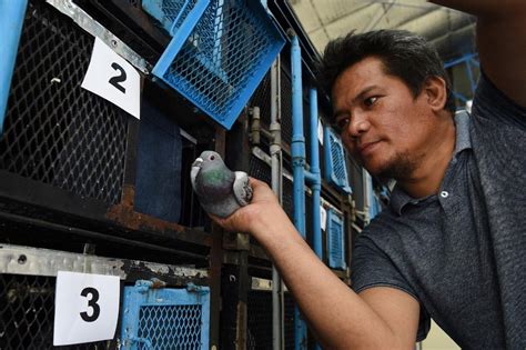 The deadly odds of pigeon racing in the Philippines .